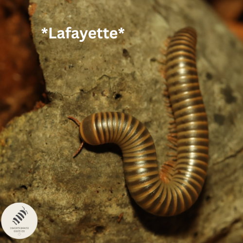 GIANT AMERICAN MILLIPEDE "NARCEUS AMERICANUS" (CAPTIVE BRED)