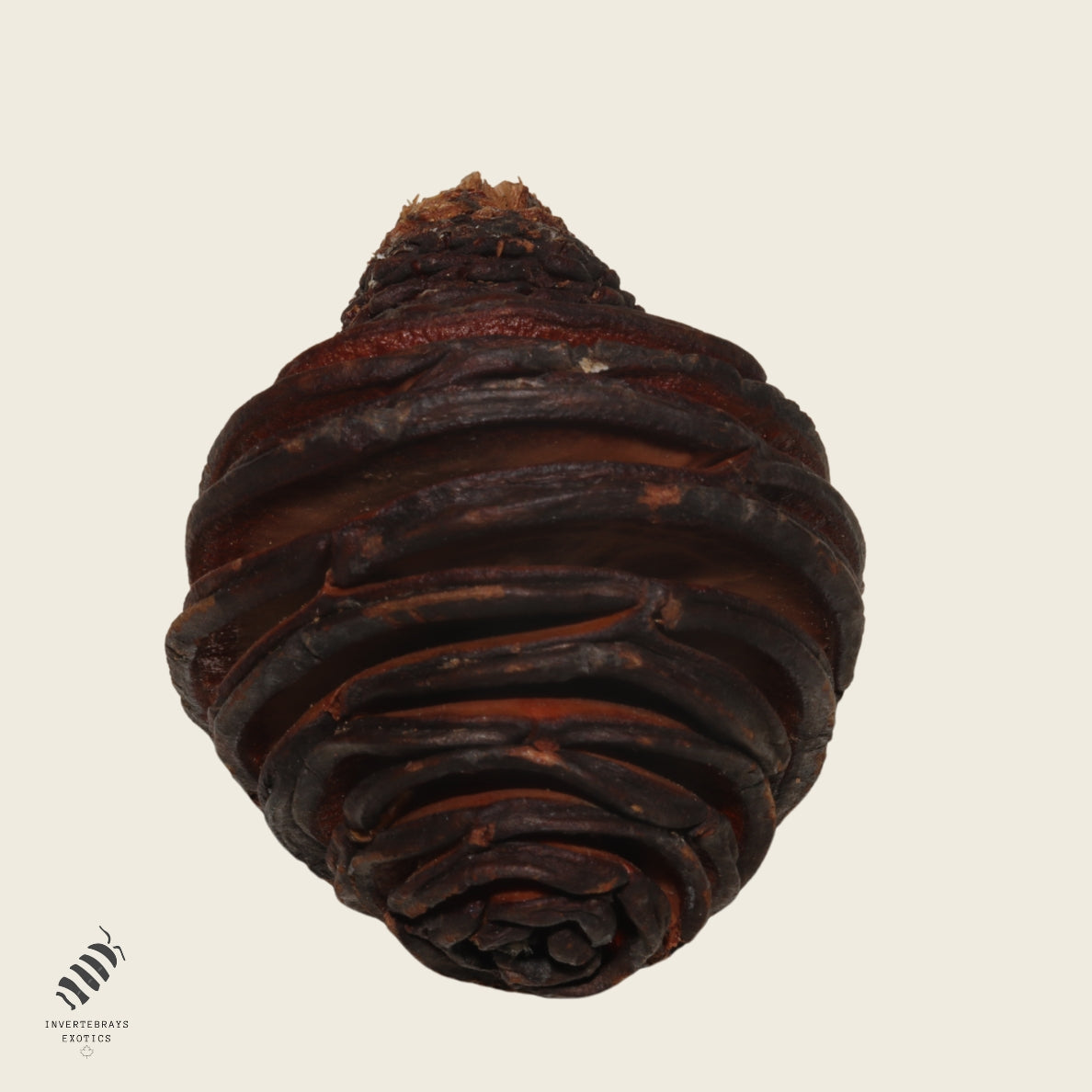 Honey Pot Cone