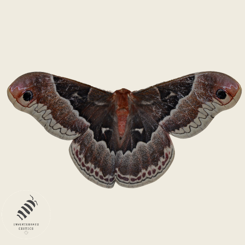 ! Promethea moth caterpillars ! (Coming soon)