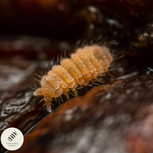 SPANISH ORANGE SPRINGTAILS "YUUKIANURA APHORUROIDES"