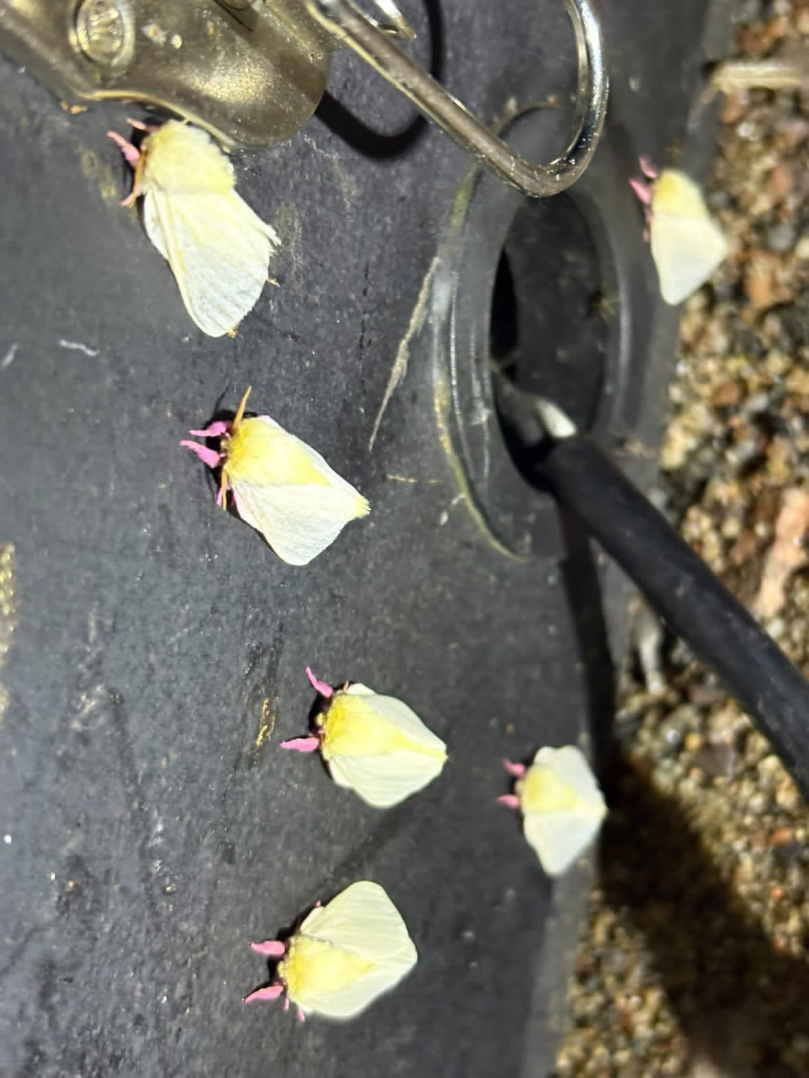 Rosy Maple moth (Cotton Candy)