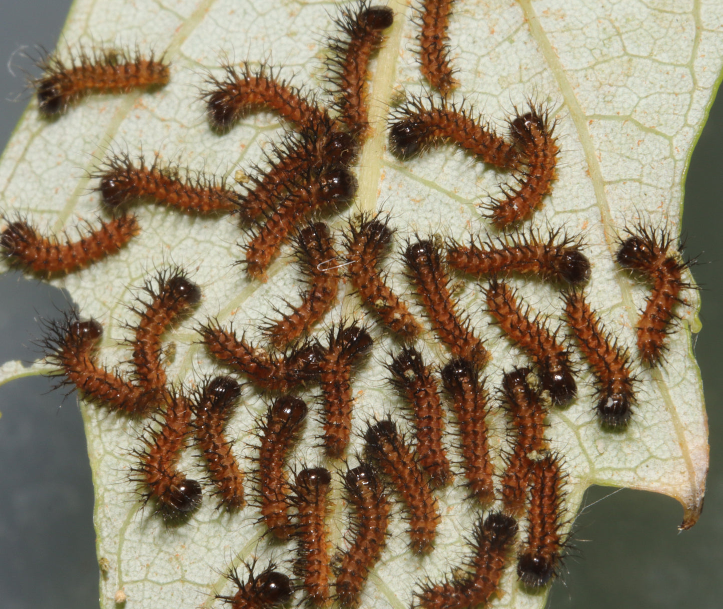 ! Io Moth Caterpillars !