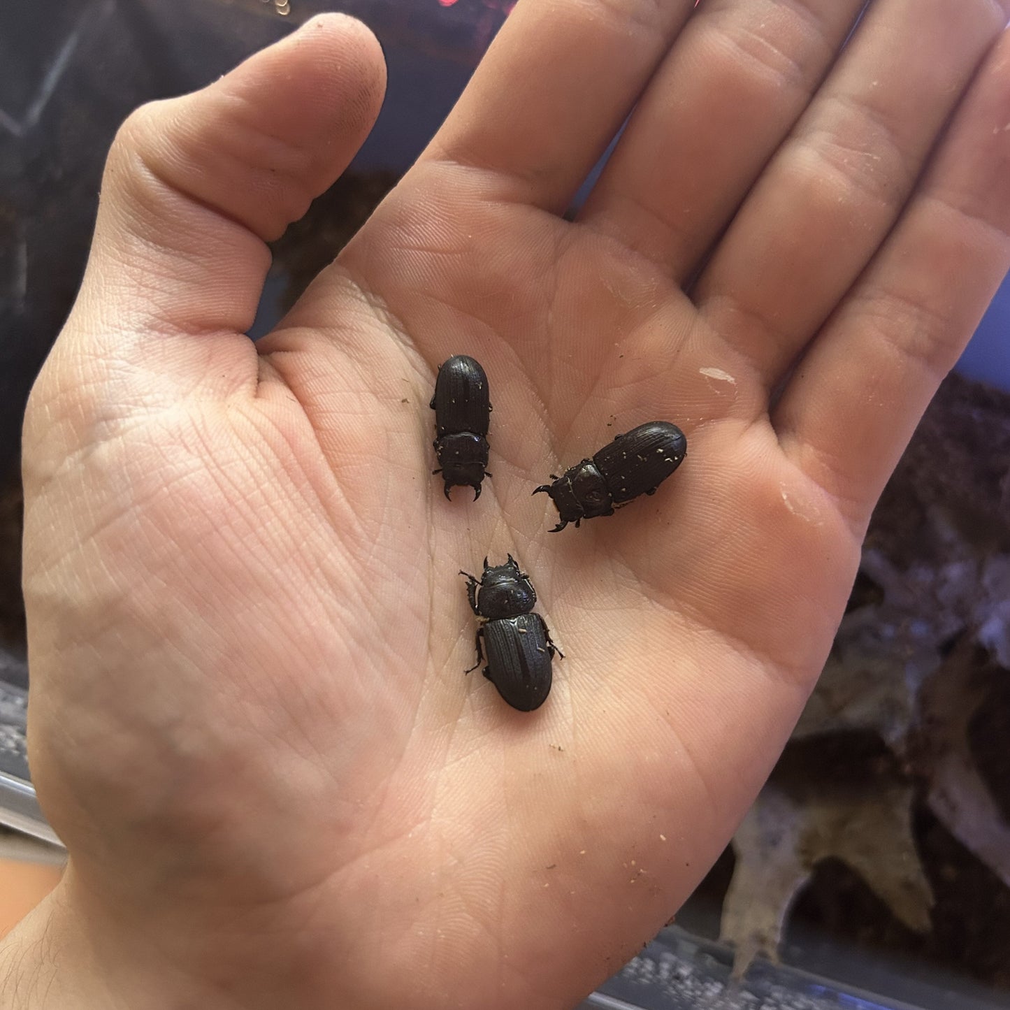 ANTELOPE STAG BEETLE "DORCUS PARALLELUS"
