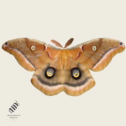Polyphemus Moth (Antheraea polyphemus) *Read Description*
