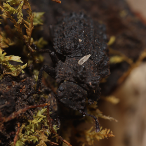 FORKED FUNGUS BEETLE "BOLITOTHERUS CORNUTUS"
