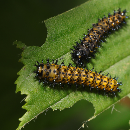 ! Cecropia moth caterpillars ! (Coming soon)