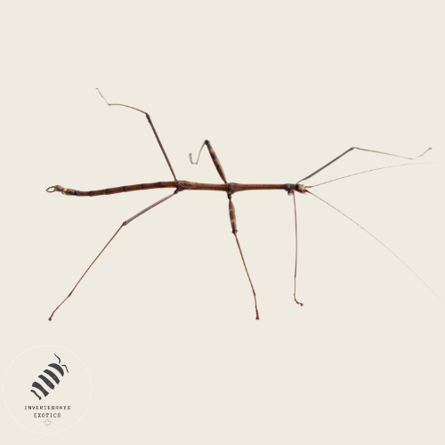 COMMON WALKING STICK "DIAPHEROMERA FEMORATA" COMING SOON