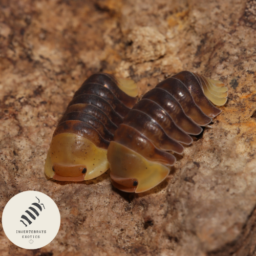ISOPOD CUBARIS SP. RUBBER DUCKIES