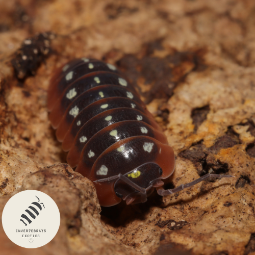 CLOWN ISOPODS ARMADILLIDIUM KLUGI “MONTENEGRO”