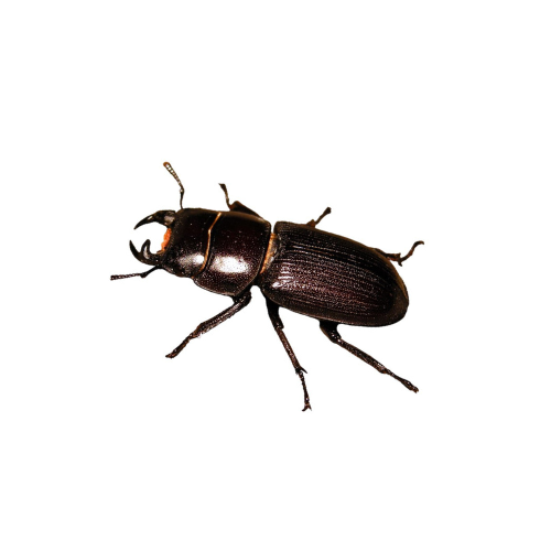 ANTELOPE STAG BEETLE "DORCUS PARALLELUS"