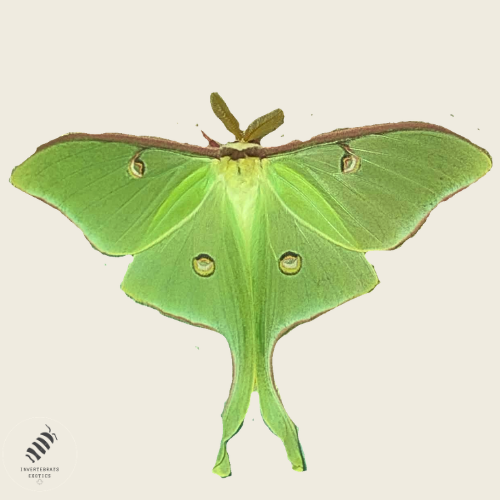 Luna Moth (Actias luna) *Read Description*