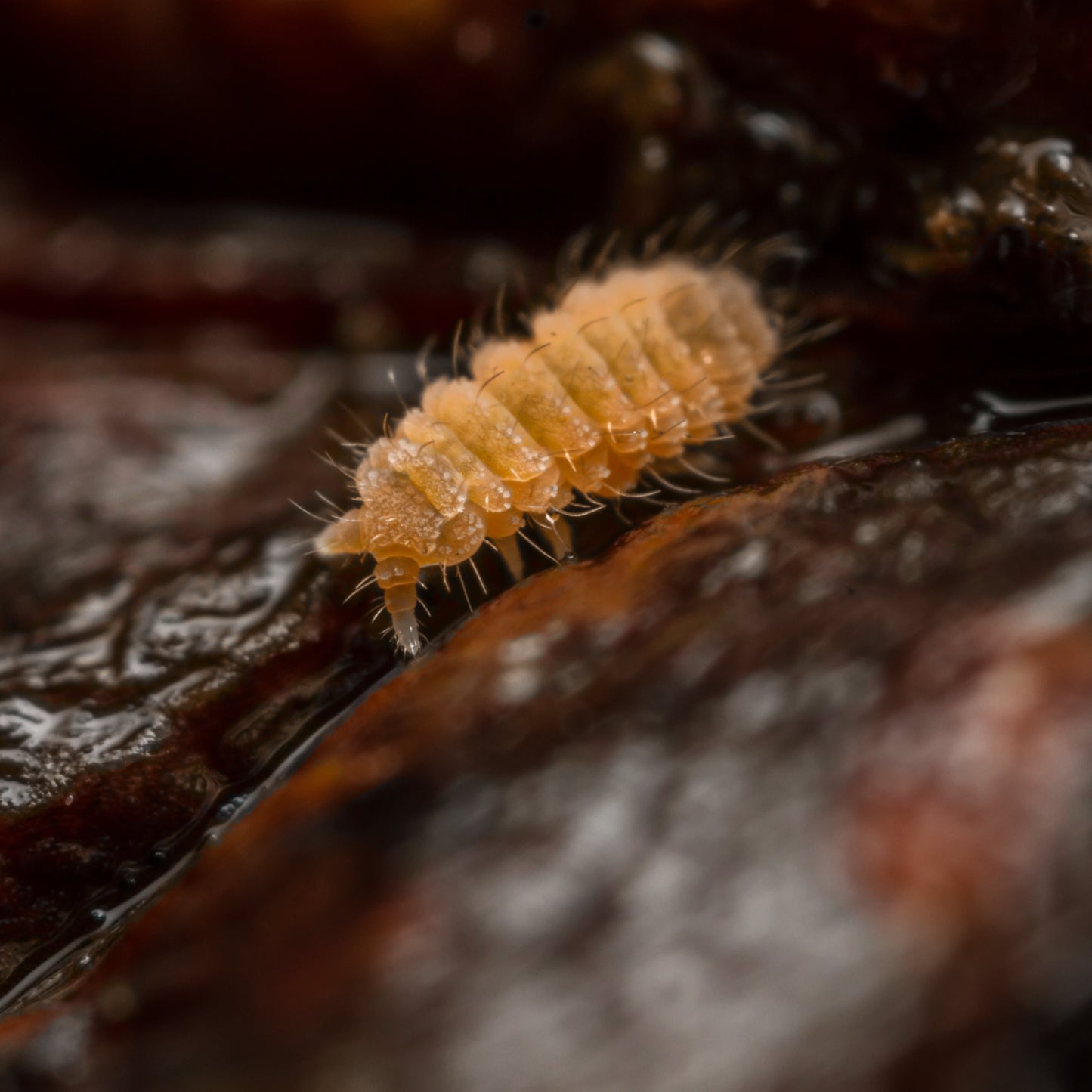SPANISH ORANGE SPRINGTAILS "YUUKIANURA APHORUROIDES"