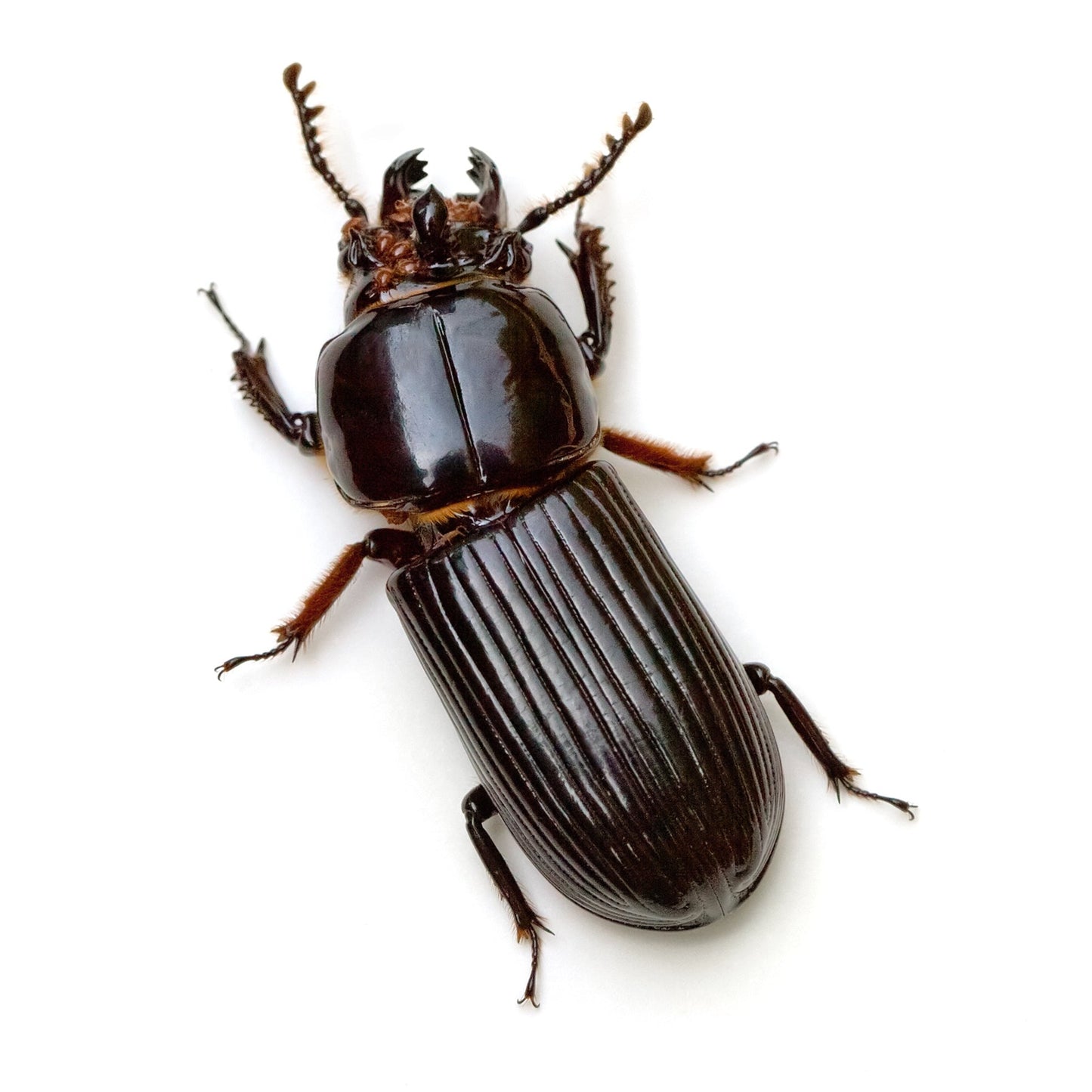 BESS BEETLE 'ODONTOTAENIUS DISJUNCTUS'