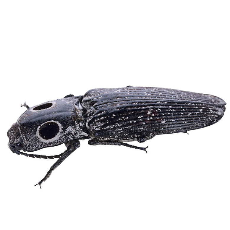 EYED CLICK BEETLE "ALAUS OCULATUS"