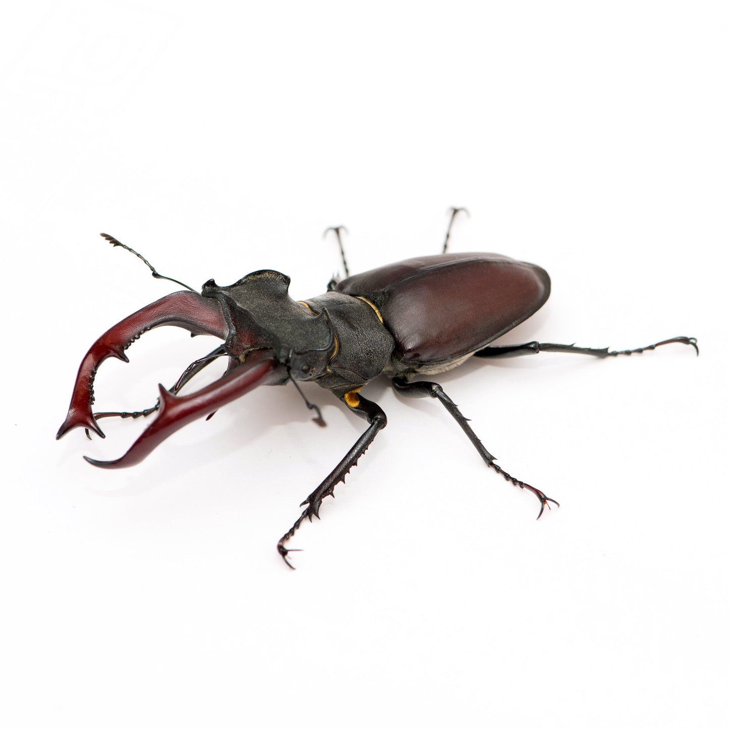 ELEPHANT STAG BEETLE "LUCANUS ELAPHUS"