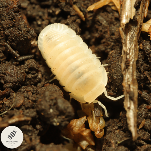 NESODILLO SP. "YETI"