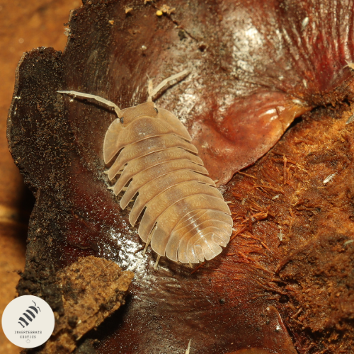 TROGLODILLO SP. "SOIL"