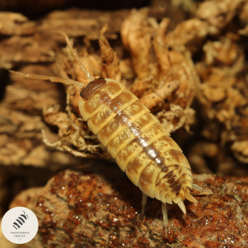 PROCELLIO ORNATUS
