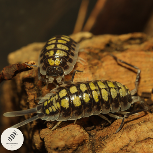 PORCELLIO HASSI "HIGH YELLOW"