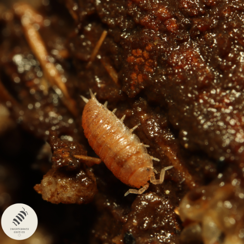 DWARF PURPLE ISOPOD "TRICHONISCIDSE SP"