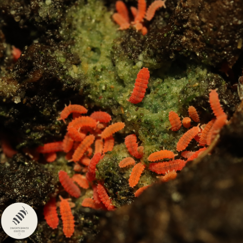 SPANISH ORANGE SPRINGTAILS "YUUKIANURA APHORUROIDES"