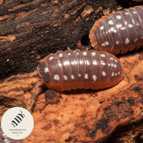 CLOWN ISOPODS ARMADILLIDIUM KLUGI “MONTENEGRO”