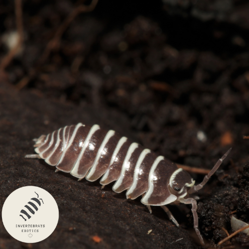 ZEBRA ISOPOD ARMADILLIDIUM MACULATUM