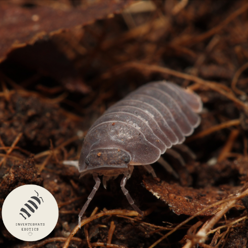 ISOPOD CUBARIS SP. MURINA “LITTLE SEA”