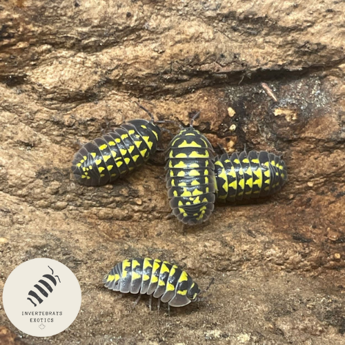 ISOPOD ARMADILLIDIUM GESTROI “GIANT GOLD SPOTTED”