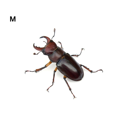 REDDISH-BROWN STAG BEETLE "LUCANUS CAPREOLUS"