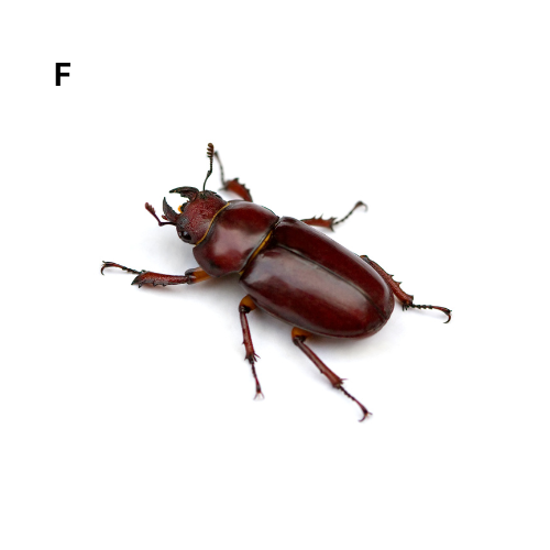 REDDISH-BROWN STAG BEETLE "LUCANUS CAPREOLUS"