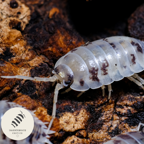 PORCELLIO LAEVIS "DAIRY COW" ISOPOD