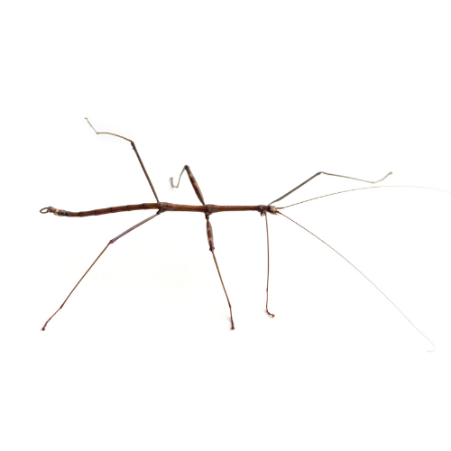 COMMON WALKING STICK "DIAPHEROMERA FEMORATA" COMING SOON