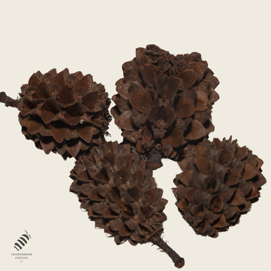 Casuarina Cones