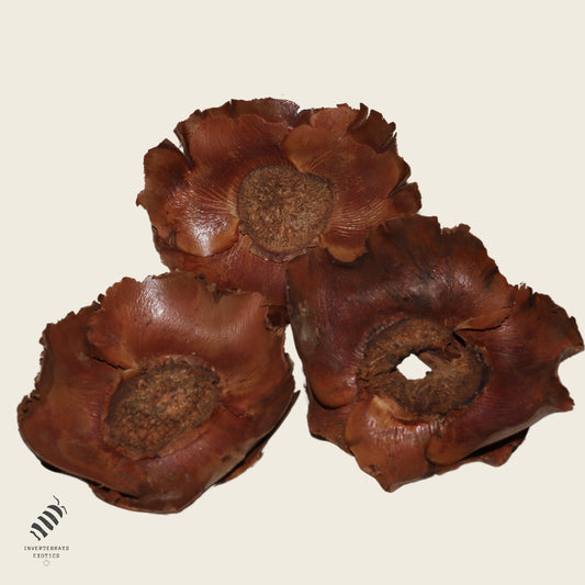 Coco Crowns