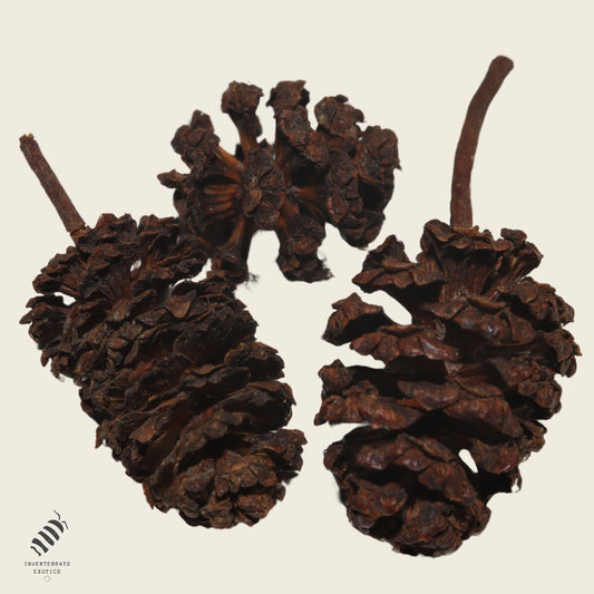 Alder Cones