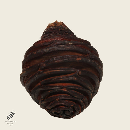 Honey Pot Cone