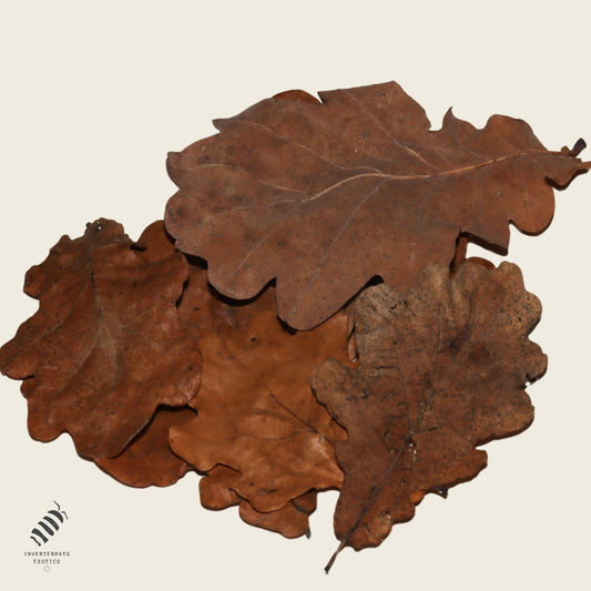 Dried Acorn Leaf Litter
