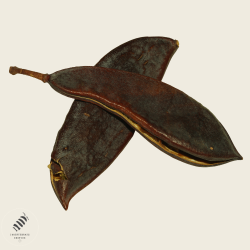 Large bean pods