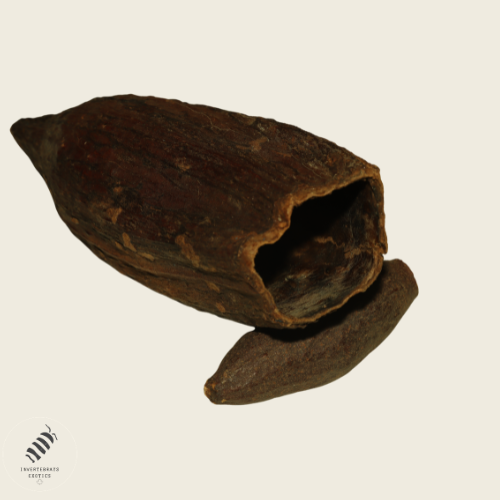Cocoa Pod