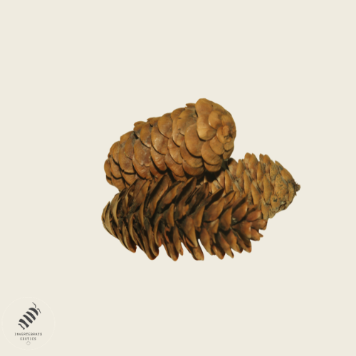 Small Pine Cones