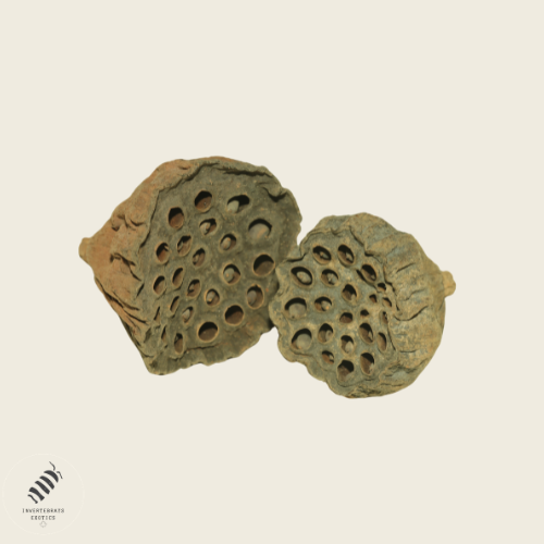 Small lotus Pod