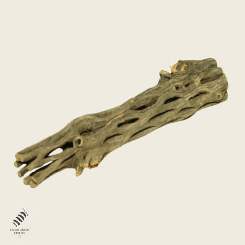 Cholla Root