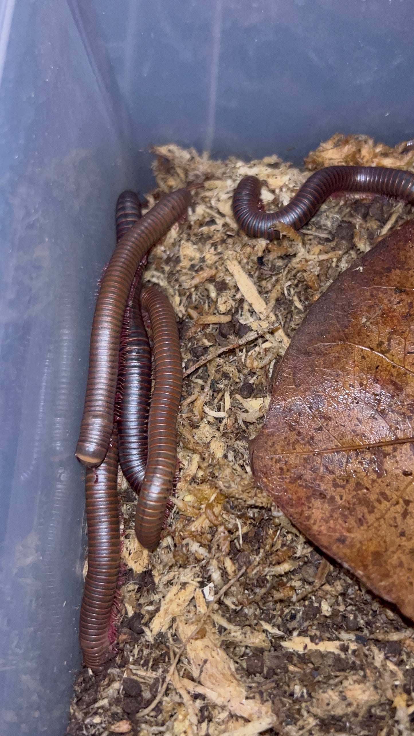 GIANT AMERICAN MILLIPEDE "NARCEUS AMERICANUS"