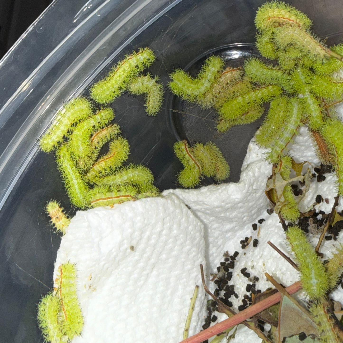 Io Moth Caterpillars (Automeris io)