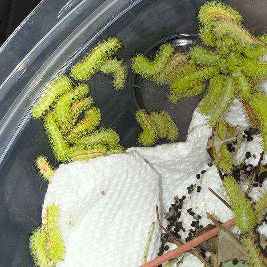 Io Moth Caterpillars (Automeris io)