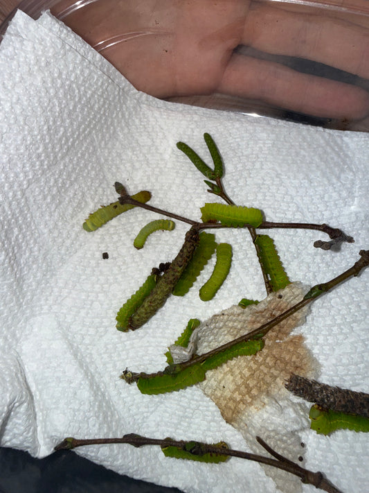 Luna Moth Caterpillers(Actias luna) *Read Description*