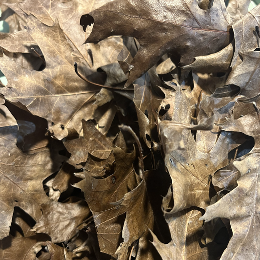 Dried Oak Leaf Litter