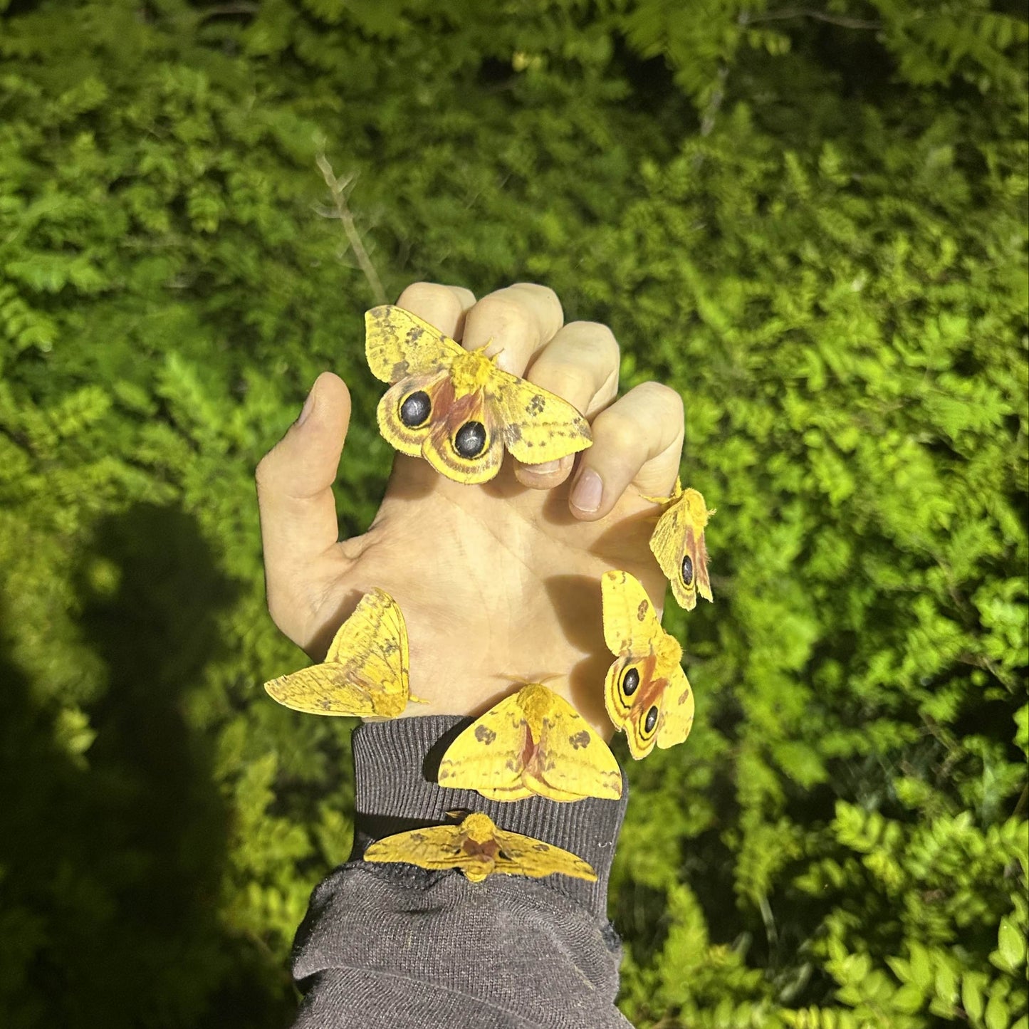 ! Io Moth Caterpillars !