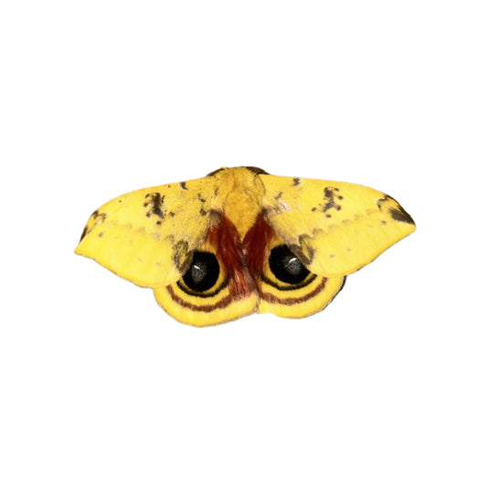 ! Io Moth Caterpillars !